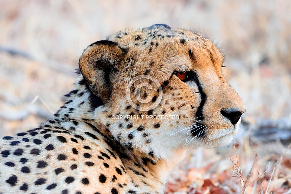 Close up of cheetah Close up of cheetah