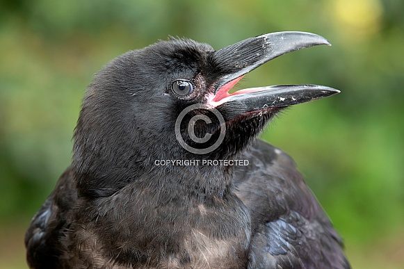 Common raven (Corvus corax)