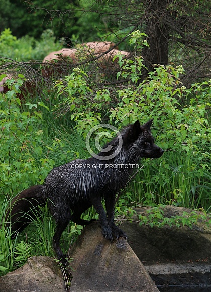 Silver Fox Silver Fox