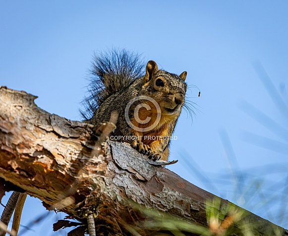 Squirrel