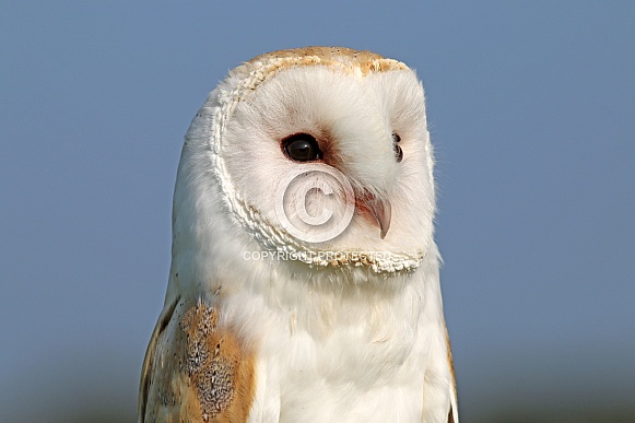 Barn owl (Tyto alba)