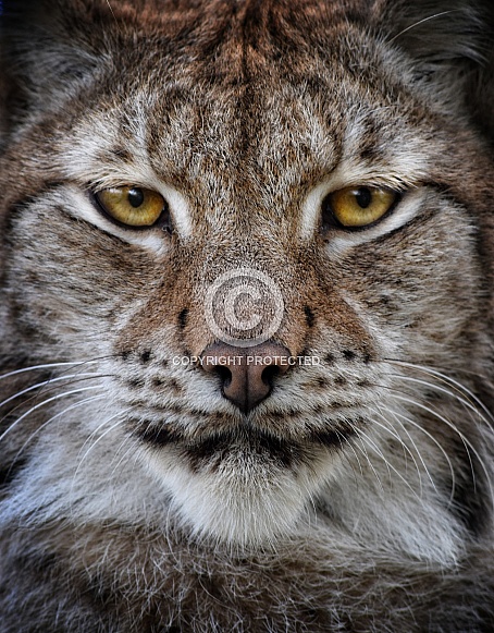 Eurasian Lynx