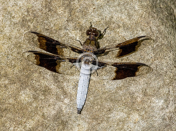Common Whitetail Common Whitetail