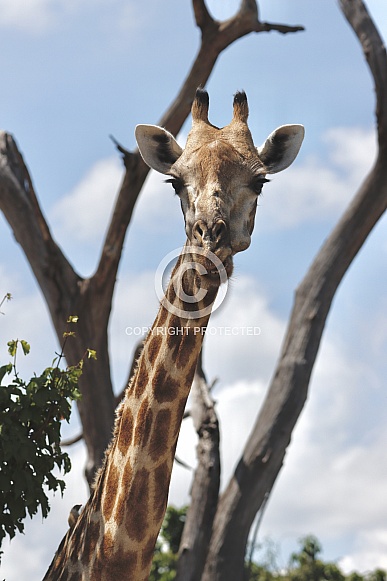 Giraffe Giraffe