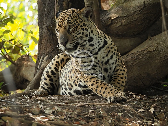 Jaguar