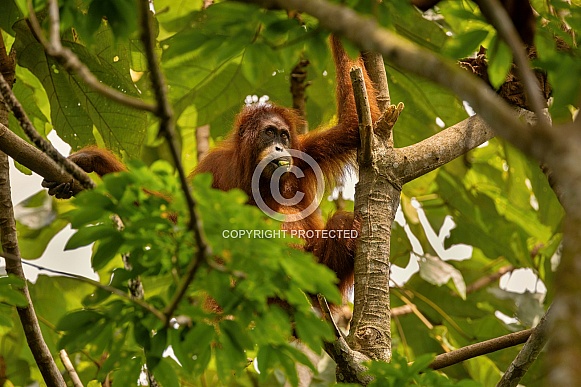 Sumatran orangutan in the nature habitat