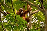 Sumatran orangutan in the nature habitat