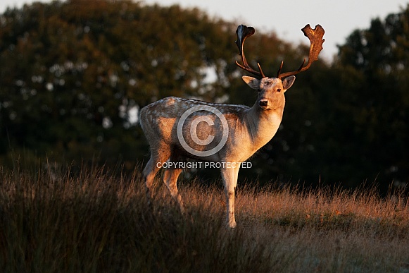 Fallow Deer