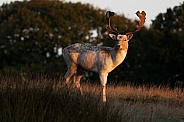 Fallow Deer