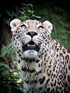 Persian Leopard