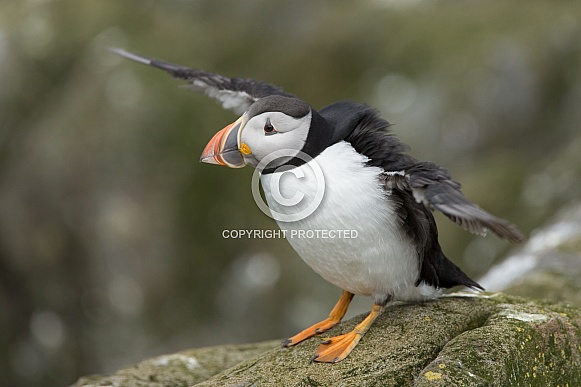 Puffin the birds from the arctic.