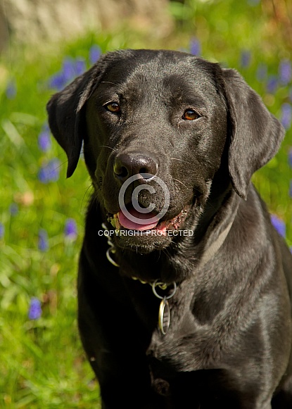 Black Labrador Retriever Black Labrador Retriever