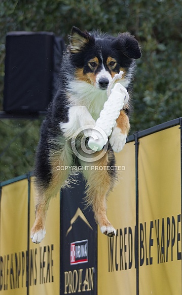 Border Collie or Australian Shepherd