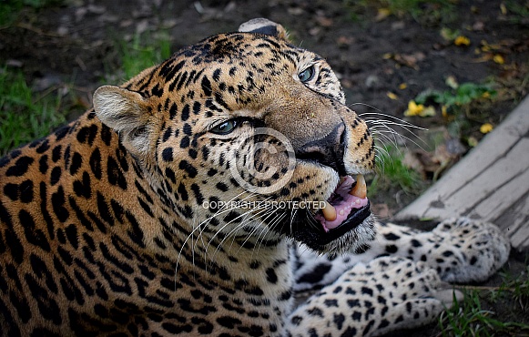 African Leopard African Leopard