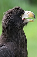 Steller Sea Eagle