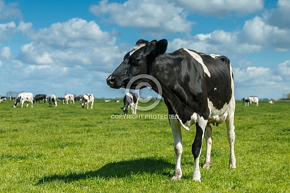 Dutch Cow and Cows