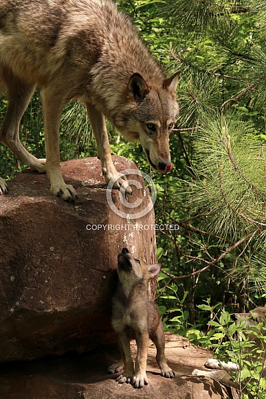 Wolf and Wolf Pups