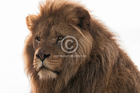 African Lion Male Head Shot
