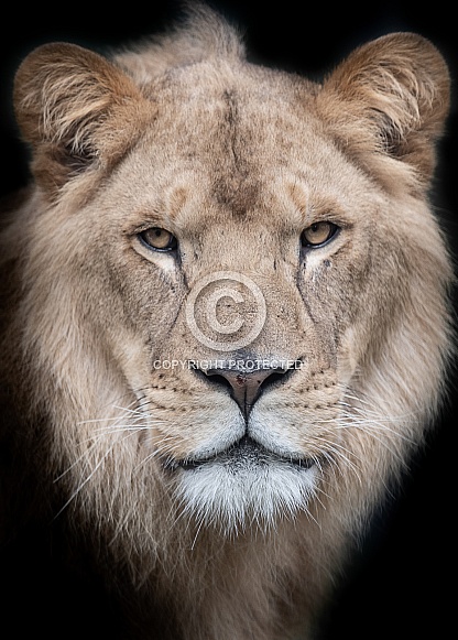 Lion Portrait Lion Portrait