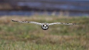 Short Eared Owl--SEO Coming In Hot