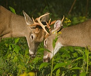 White tail deer