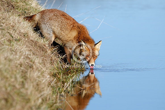 Red fox Red fox