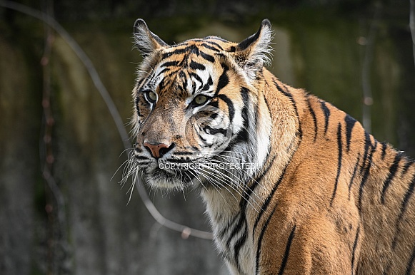 Sumatran Tiger