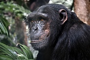 chimpanzee (Pan troglodytes)