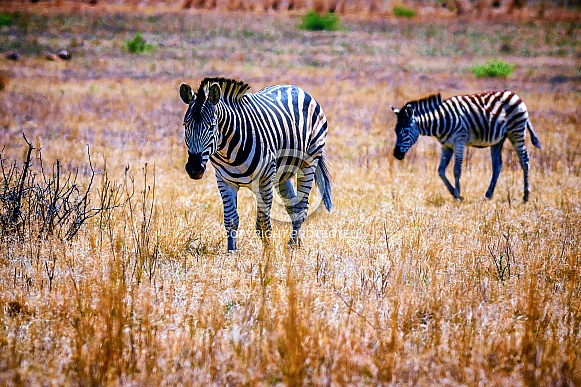 Zebra Zebra