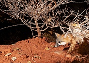 Grey fox Urocyon cinereoargenteus