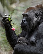 Western Lowland Gorilla