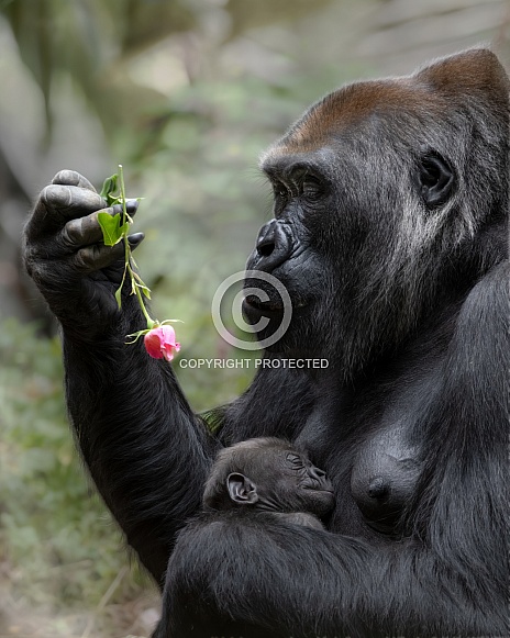 Western Lowland Gorilla Western Lowland Gorilla
