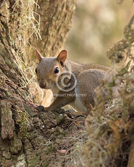 Squirrel on tree