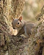 Squirrel on tree