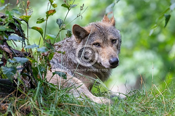 Eurasian wolf (Canis lupus lupus) Eurasian wolf (Canis lupus lupus)