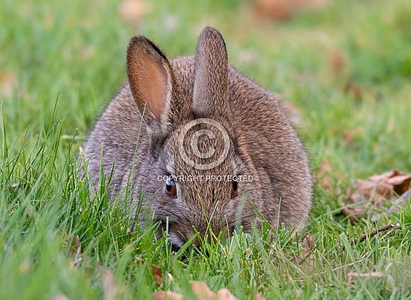 Young Rabbit