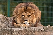 African Lion Lying On A Rock