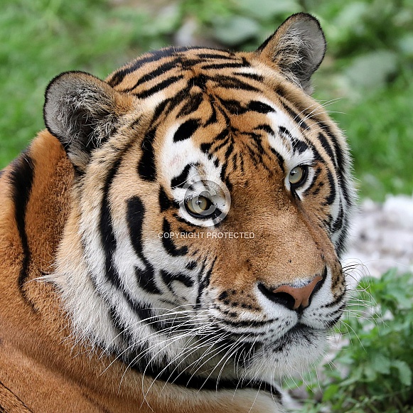 Tiger (Panthera tigris)