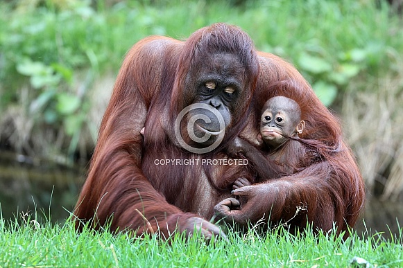 Bornean orangutan (Pongo pygmaeus)