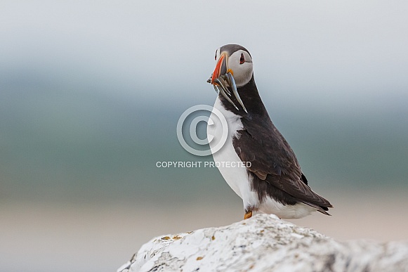 Puffin the birds from the arctic.