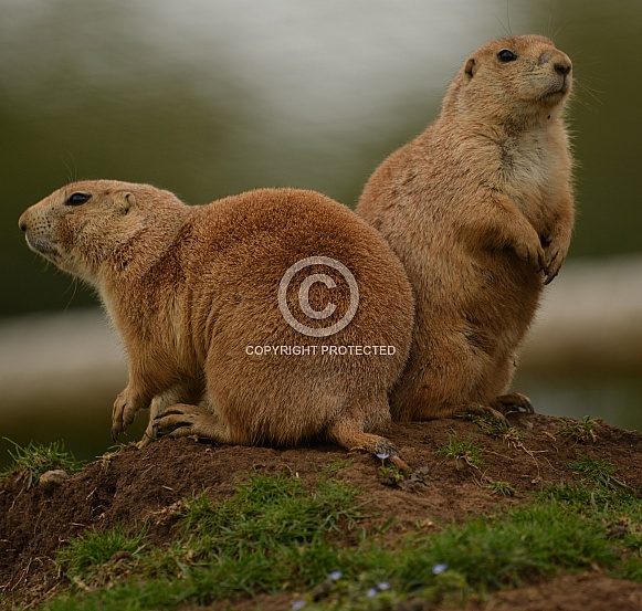 Prairie dog Prairie dog
