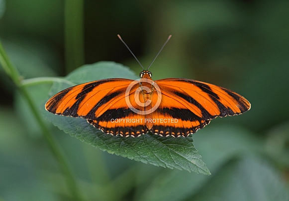 Banded Orange