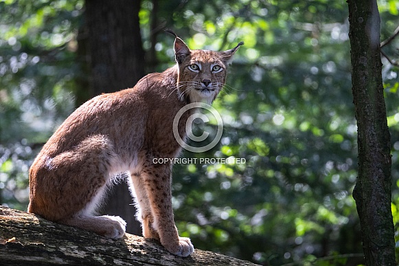 Lynx Lynx