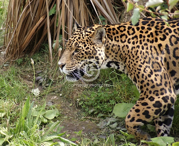Jaguar