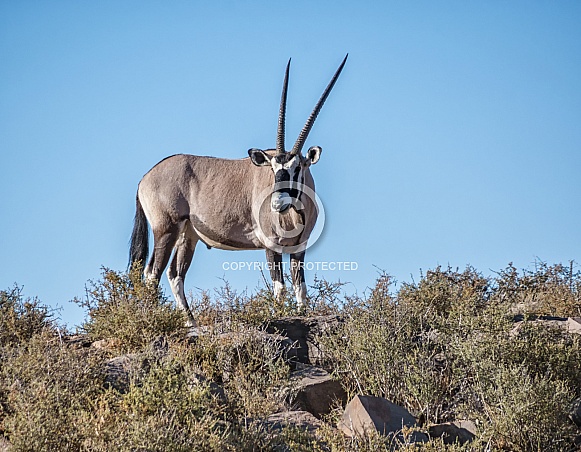 Gemsbok Antelope