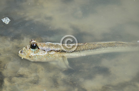 Mud Skipper Mud Skipper