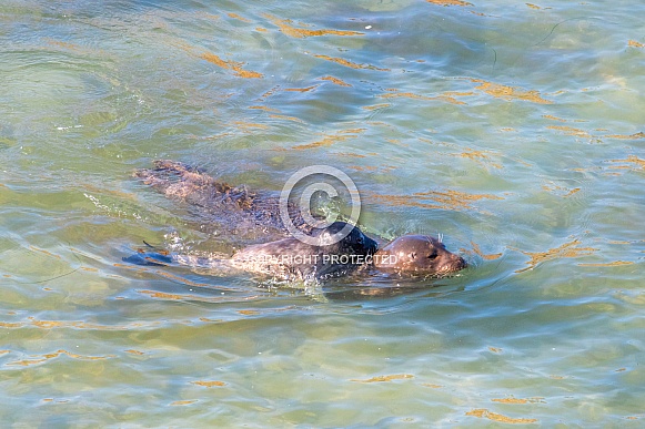 Harbor Seal swimming with Pup