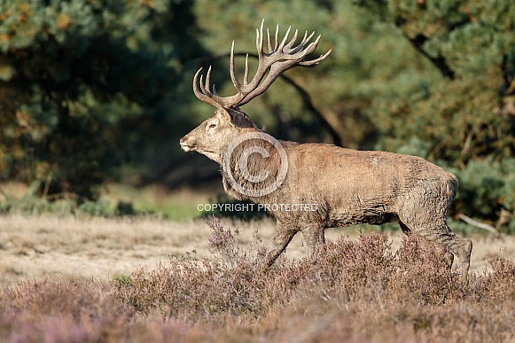 Red Deer in nature Red Deer in nature
