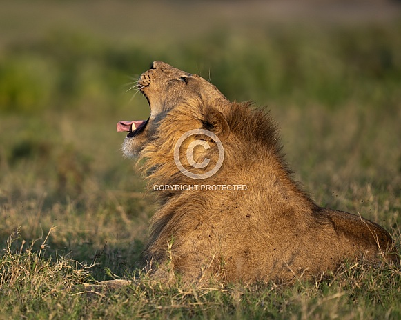 Male lion yawning in the grass at profile