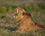 Male lion yawning in the grass at profile